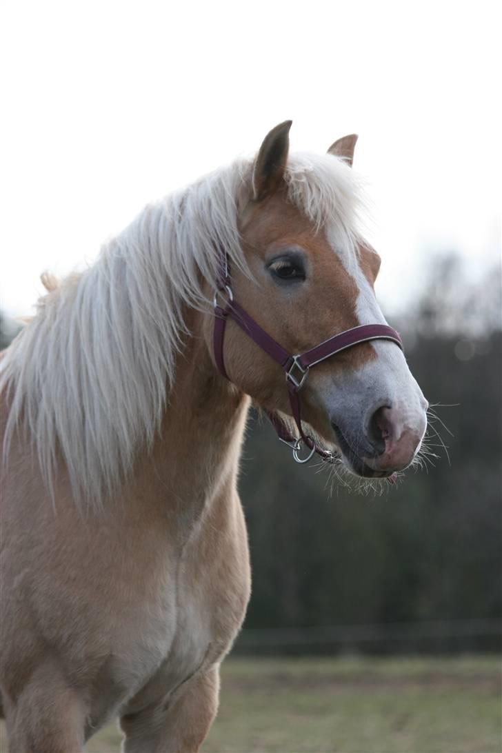 Anden særlig race  Miss Jade  SOLGT - Hej, jeg hedder Jade.. billede 1