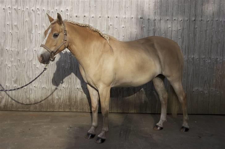 Anden særlig race  Miss Jade  SOLGT - Billede af en sommer Jade.. :o) billede 6