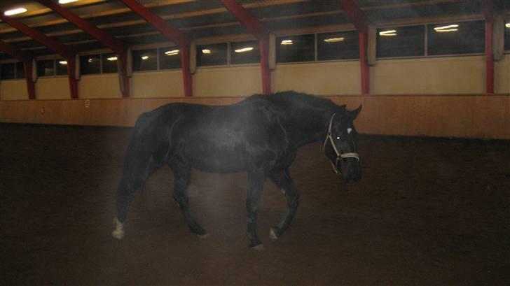 Oldenborg Cassandra solgt - en lille skrittur inde i ridehallen... billede 11