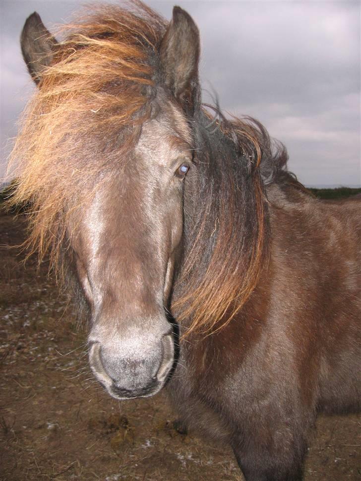 Islænder Glossa fra Mellemholm  - dejligt billede af min dejlige hyphest, taget den 5. <3 billede 1