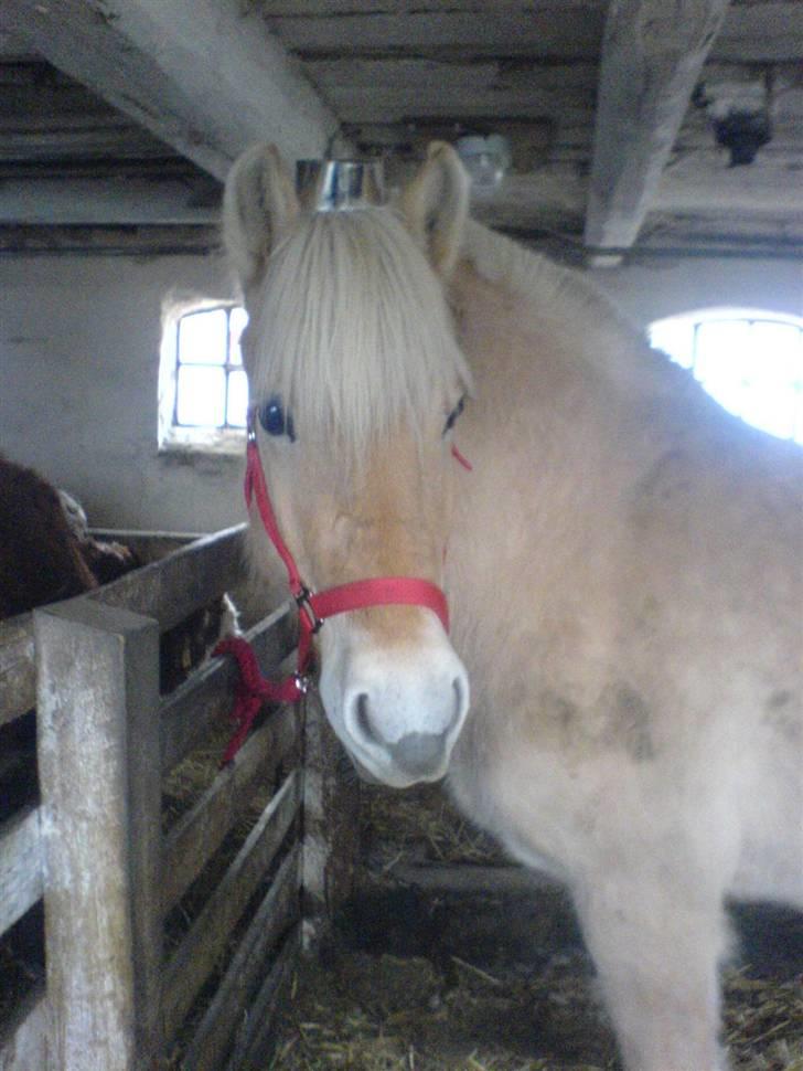 Fjordhest Lajla godthaab  - lajla 1 jan 08 med hat på ..øjne siger mere ind tudensen ord billede 1
