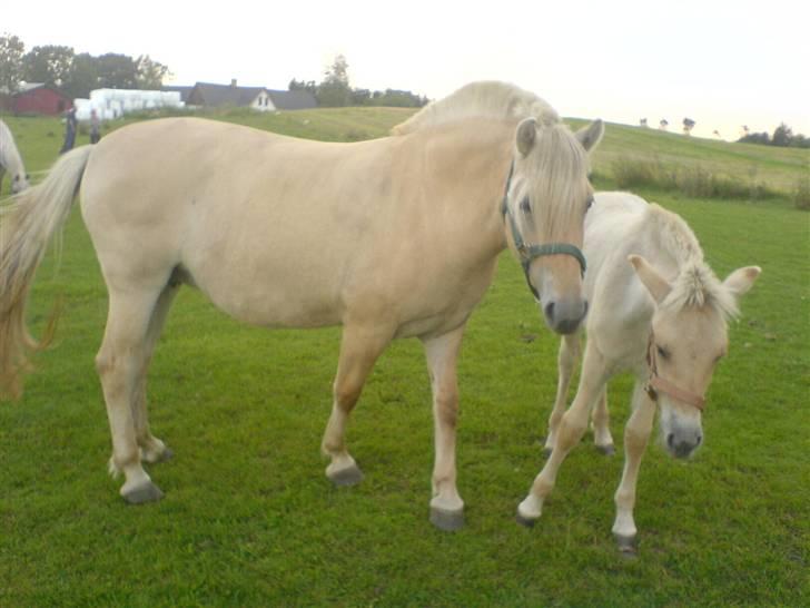 Fjordhest Lajla godthaab  - lajla aug 07 med agent kæft mann jeg savner den knægt   billede 2