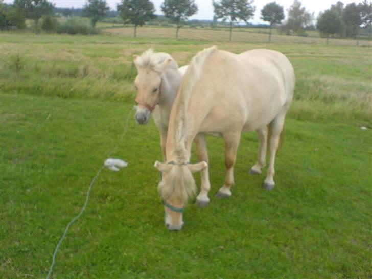 Fjordhest Lajla godthaab  billede 3