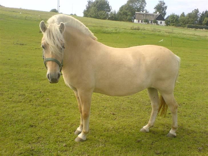 Fjordhest Lajla godthaab  billede 4