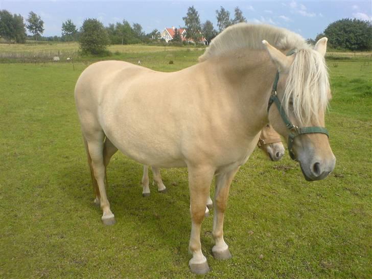 Fjordhest Lajla godthaab  billede 5