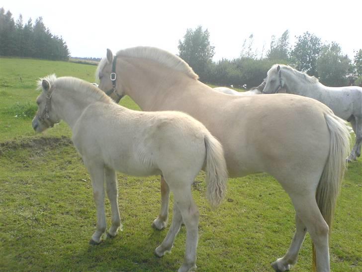 Fjordhest Lajla godthaab  billede 6
