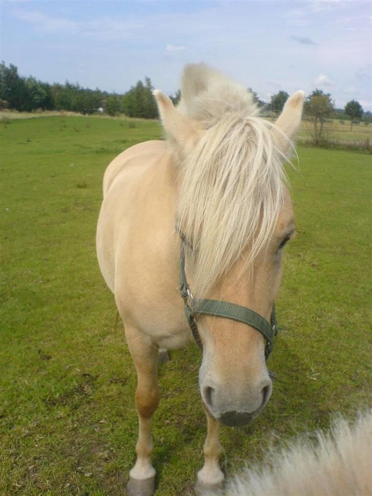 Fjordhest Lajla godthaab  billede 7