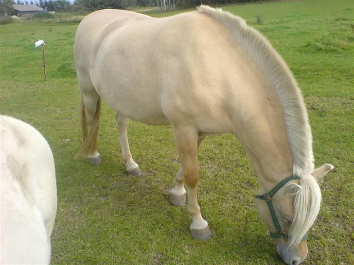 Fjordhest Lajla godthaab  billede 8