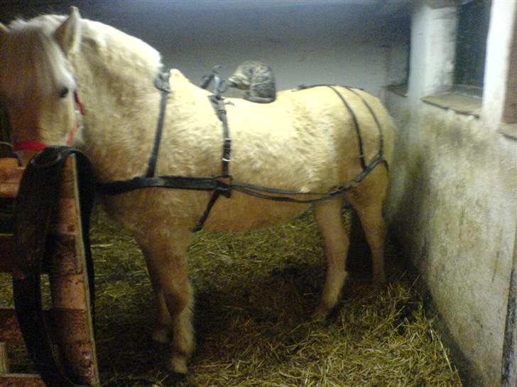 Fjordhest Lajla godthaab  - noger der ved hvad for en slaks seletøj det er ?  billede 9