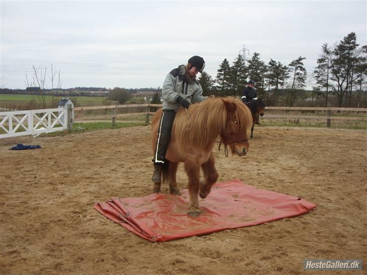 Islænder Sleipnir fra eskildsminde - Over plastik. Rides i rebgrime billede 11