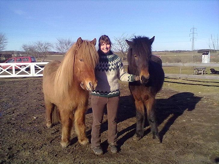 Islænder Sleipnir fra eskildsminde - Smukke Sleipnir og søde Litfrid billede 6