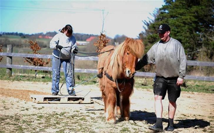 Islænder Sleipnir fra eskildsminde - Er ved  at blive tilkørt. Et bare dygtig. Første gang med Palle billede 12