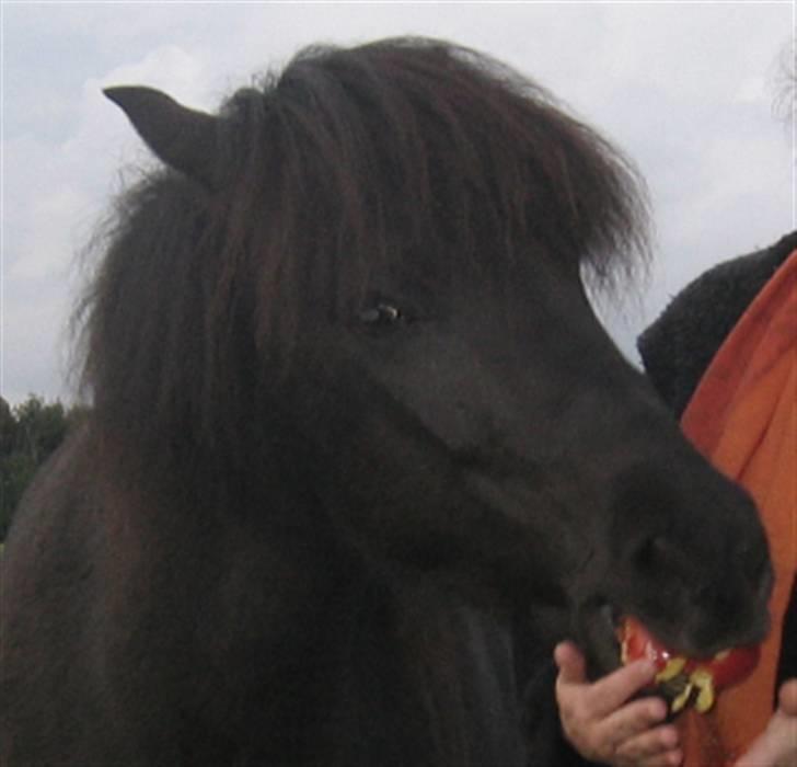 Islænder Glossa fra Mellemholm  - Glossa-mad-glad ;D billede 2