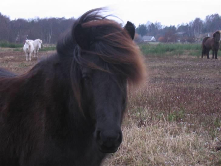 Islænder Glossa fra Mellemholm  - også taget den 5. <3 elsker hende.. billede 3