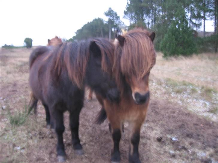 Islænder Glossa fra Mellemholm  - Tulle´fis med sin kæreste Jarpur <3 billede 4