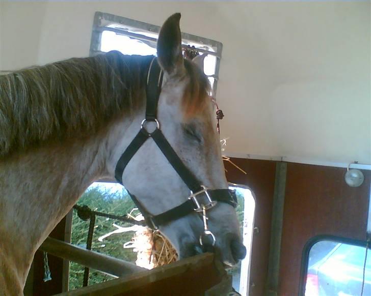 Anden særlig race Shadow R.I.P - i trailer. på vej til dyrlægen og aflives. billede 19