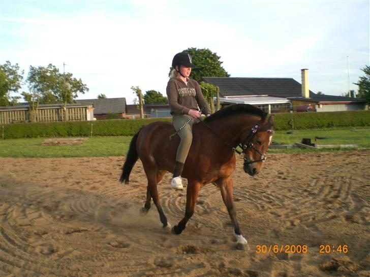 Anden særlig race Laban - træning uden sadel, hjemme på banen, sommer 2008. billede 12