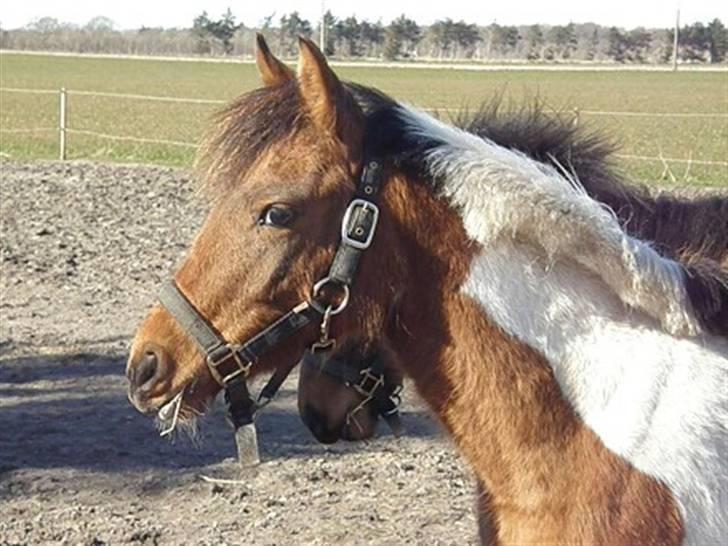 Anden særlig race LILLY( part) billede 1