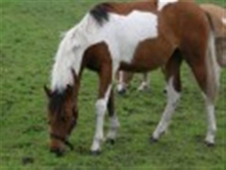 Anden særlig race LILLY( part) billede 2