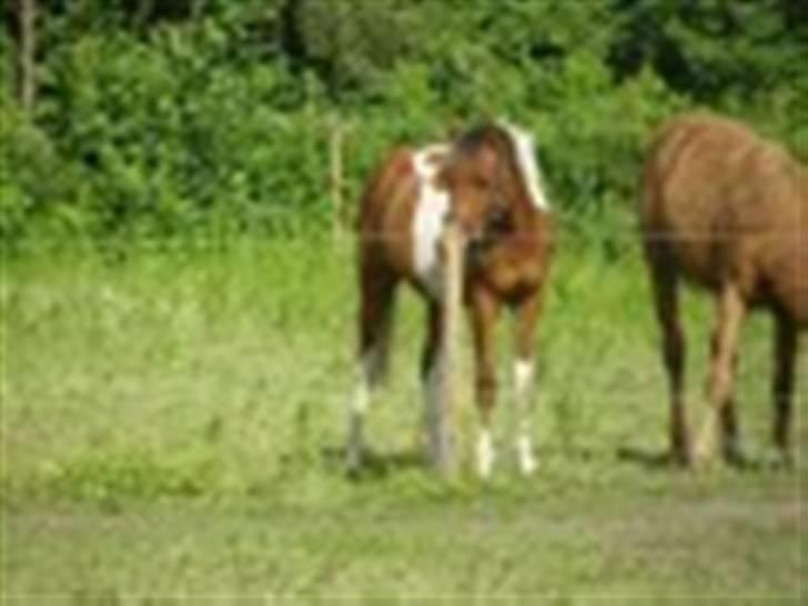 Anden særlig race LILLY( part) billede 3