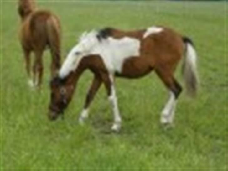 Anden særlig race LILLY( part) billede 4