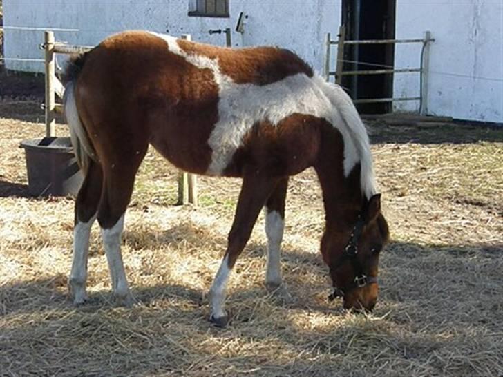 Anden særlig race LILLY( part) billede 5