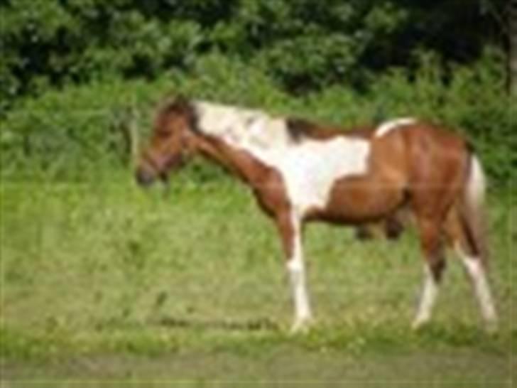 Anden særlig race LILLY( part) billede 6