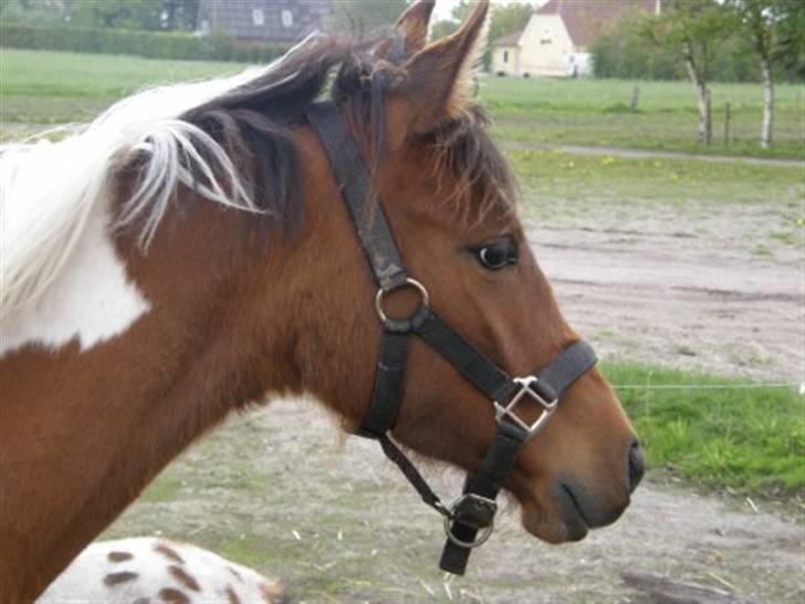 Anden særlig race LILLY( part) billede 7