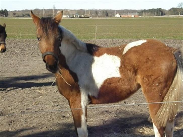 Anden særlig race LILLY( part) billede 8