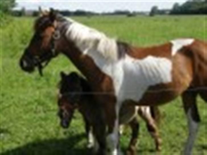 Anden særlig race LILLY( part) billede 9