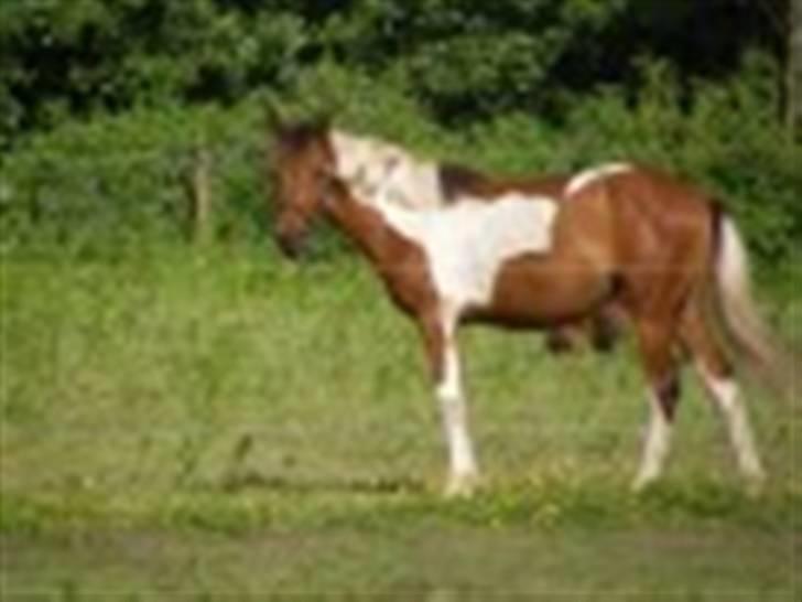 Anden særlig race LILLY( part) billede 10