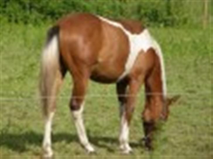 Anden særlig race LILLY( part) billede 11