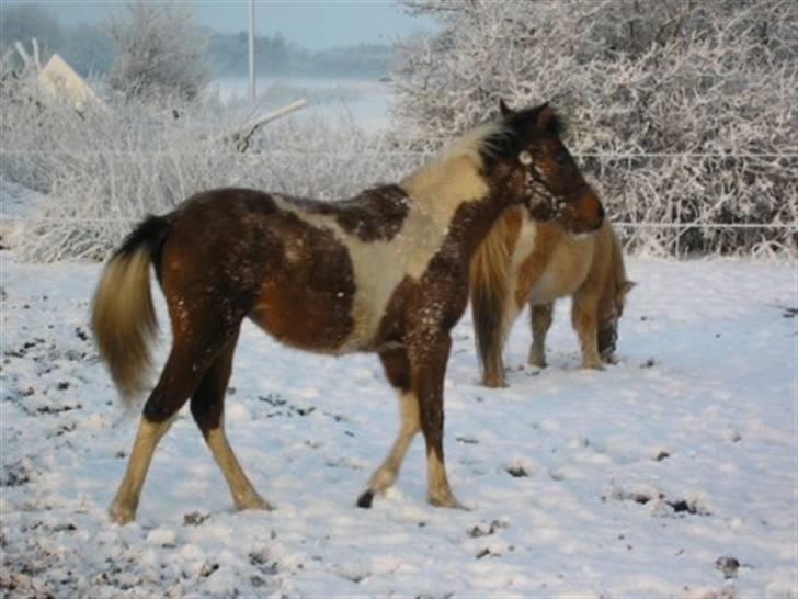 Anden særlig race LILLY( part) billede 12