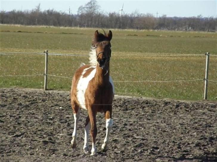 Anden særlig race LILLY( part) billede 13