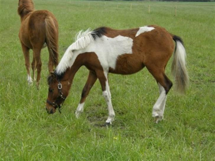 Anden særlig race LILLY( part) billede 14