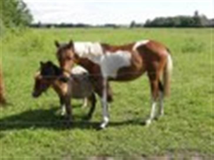 Anden særlig race LILLY( part) billede 15