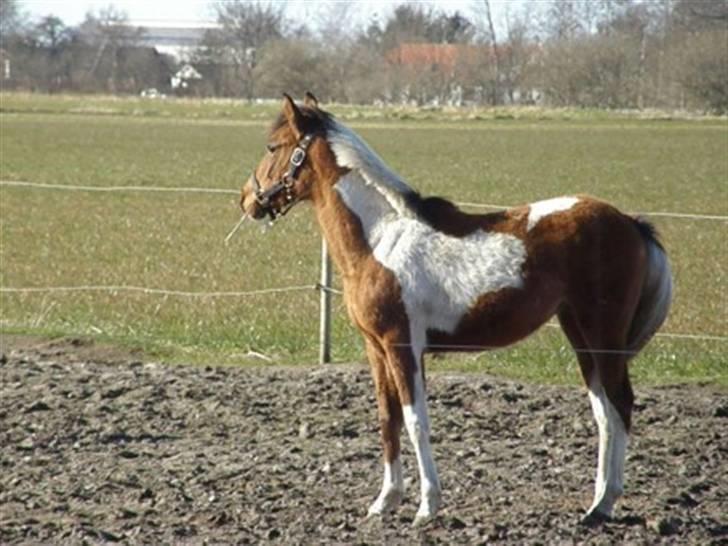 Anden særlig race LILLY( part) billede 16