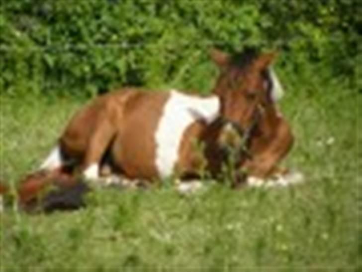 Anden særlig race LILLY( part) billede 17