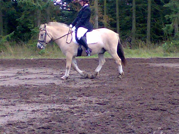 Fjordhest Risdalls Emil**Solgt** - Min kusine til stævne på emil billede 3