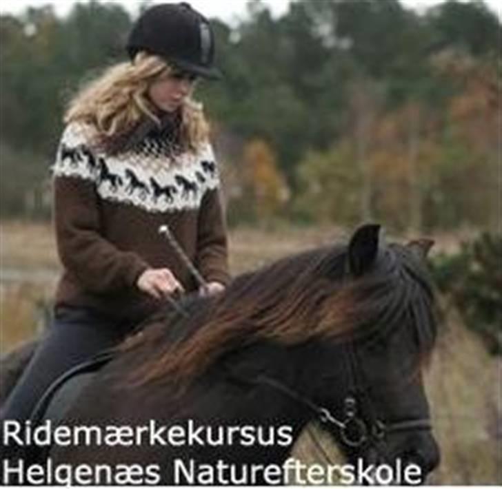 Islænder Glossa fra Mellemholm  - Billedet fra DI´s hjemmeside 8) billede 5