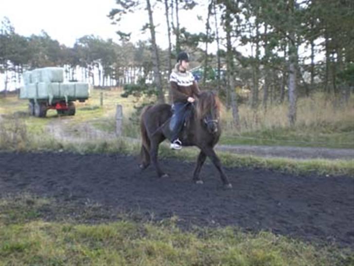 Islænder Glossa fra Mellemholm  - Tulle til undervisning af Christine Segall <3 så dygtigt billede 6