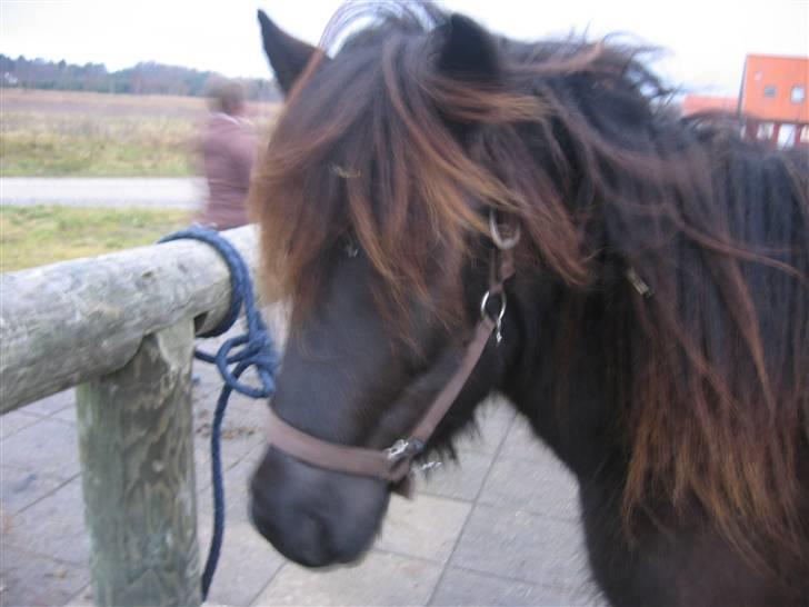Islænder Glossa fra Mellemholm  - Glossa´mullen ved bommen<3 billede 8