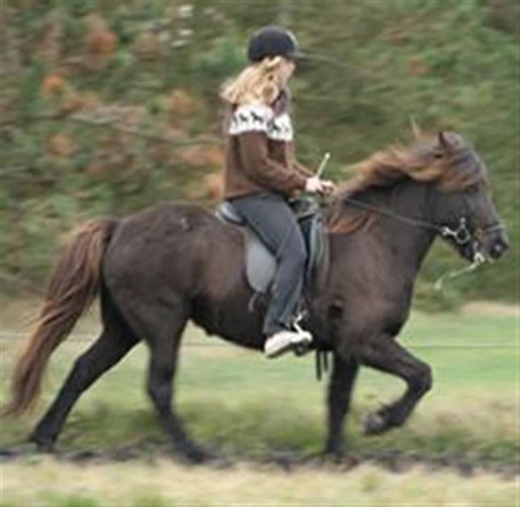 Islænder Glossa fra Mellemholm  - Også billede fra DI´s hjemmeside 8)<3 billede 9