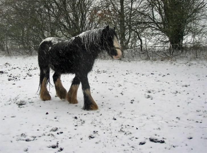 Tinker Showboy (solgt) - Pu ha dr koldt med alt det sne der ligepludselig falder billede 9