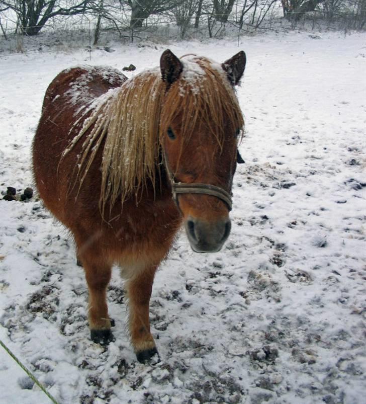 Shetlænder Chopper billede 14