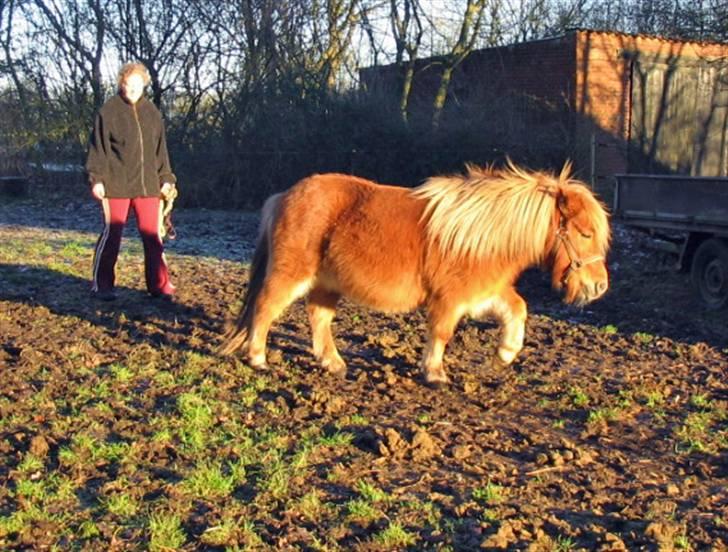 Shetlænder Chopper billede 15