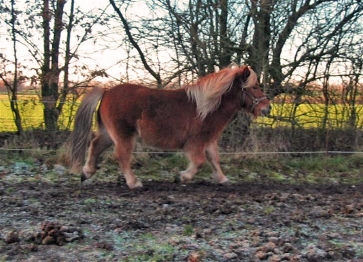 Shetlænder Chopper billede 16