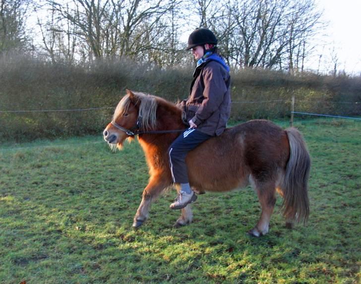 Shetlænder Chopper billede 17