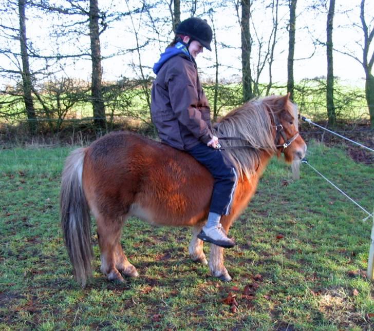 Shetlænder Chopper billede 18