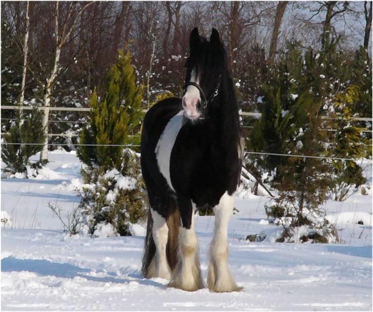 Irish Cob Zeus of The Irish Western art Ranch - Taget d.14 feb 2005. Nyder sneen... billede 5